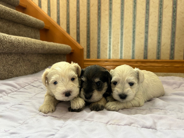 Miniature Schnauzer Puppies CKC REGISTERED