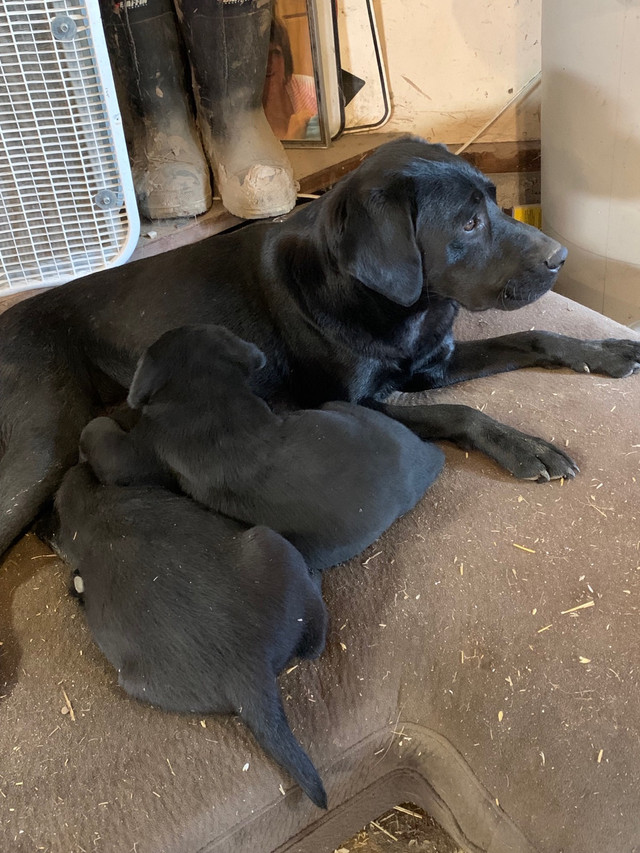 Purebred lab pups ready to go