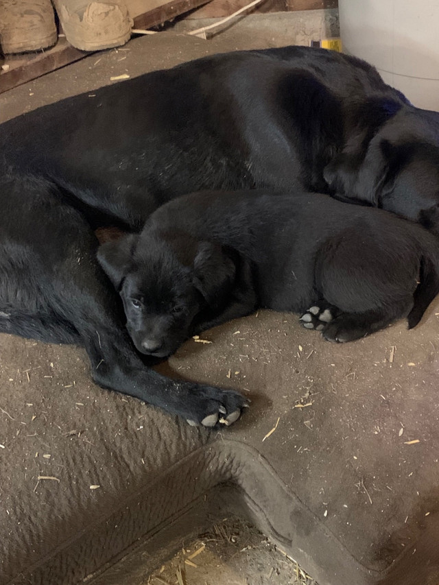 Purebred lab pups ready to go