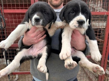 Central Asian Shepherd puppies