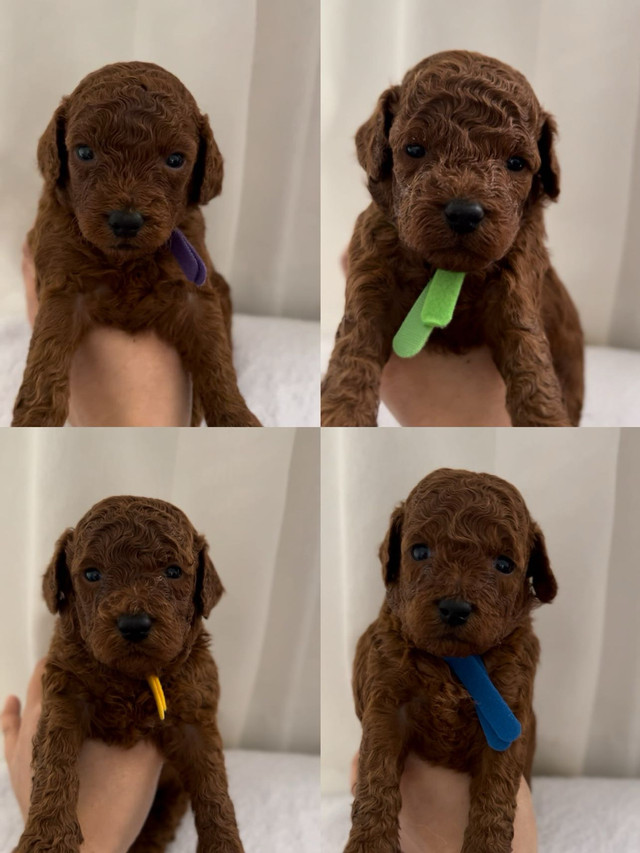 Dark red toy/mini poodle rehoming