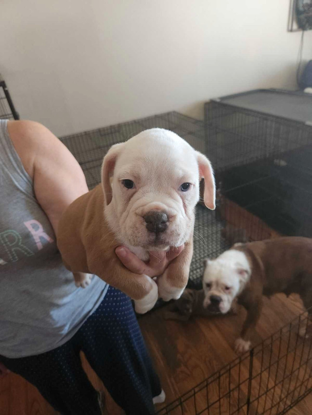 FLUFFY CARRIER OLDE ENGLISH BULLDOGS!