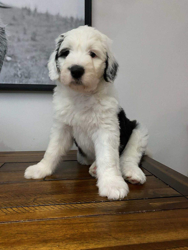 Adorable Sheepadoodle Puppy Ready For Rehoming