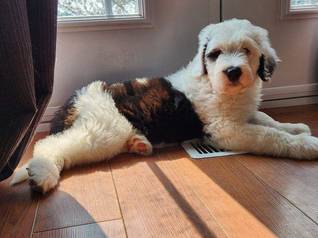 Adorable Sheepadoodle Puppy Ready For Rehoming