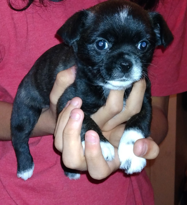 Reduced price 3 Adorable Chihuahua Puppies for Sale 600.00 obo