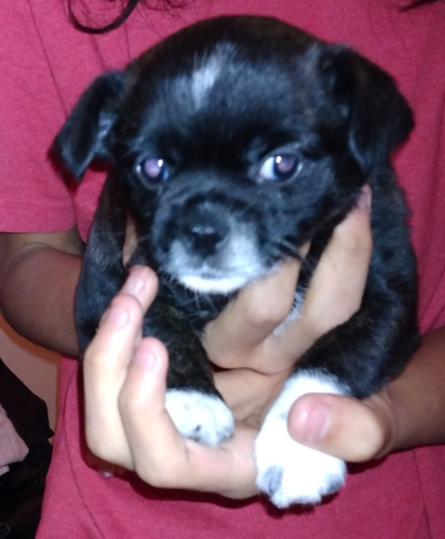 Reduced price 3 Adorable Chihuahua Puppies for Sale 600.00 obo