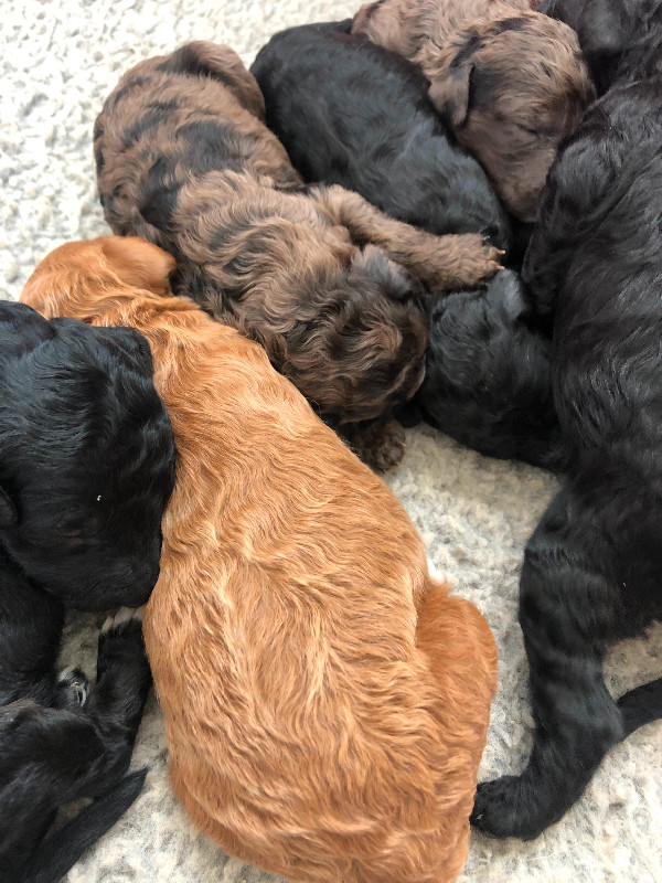 Moyen poodle puppies for sale