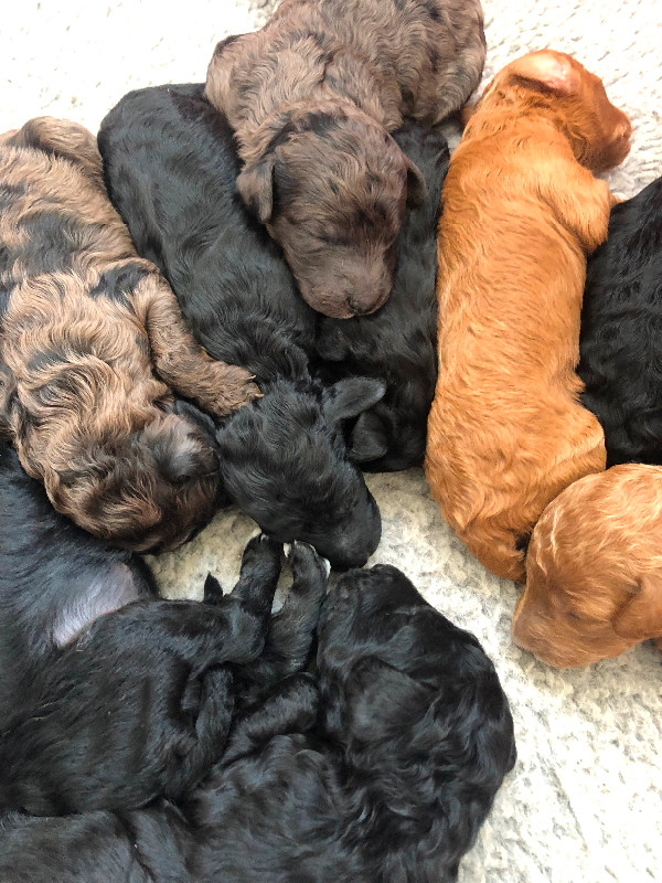 Moyen poodle puppies for sale