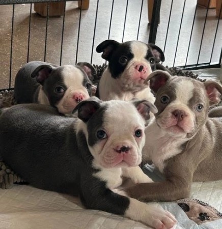 Home-raised Boston Terrier puppies