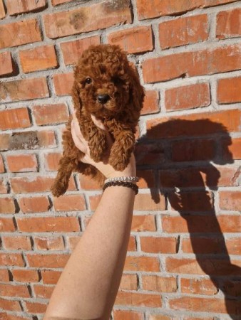 Adorable red poodle babies