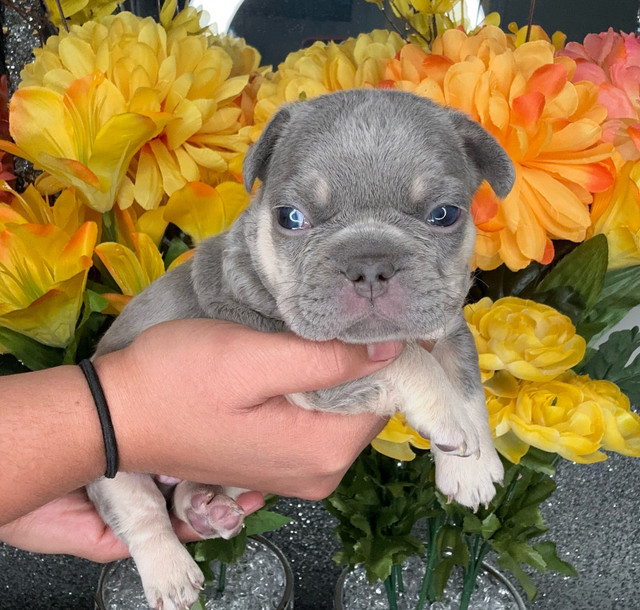 EXOTIC BIG ROPE FRENCH BULLDOGS
