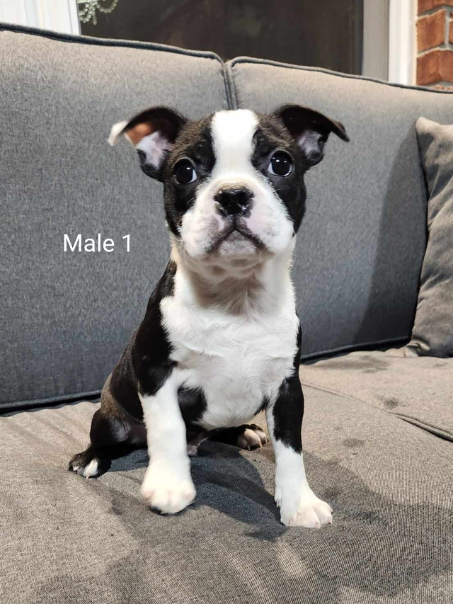 Boston Terrier / Mini Bulldog Puppies