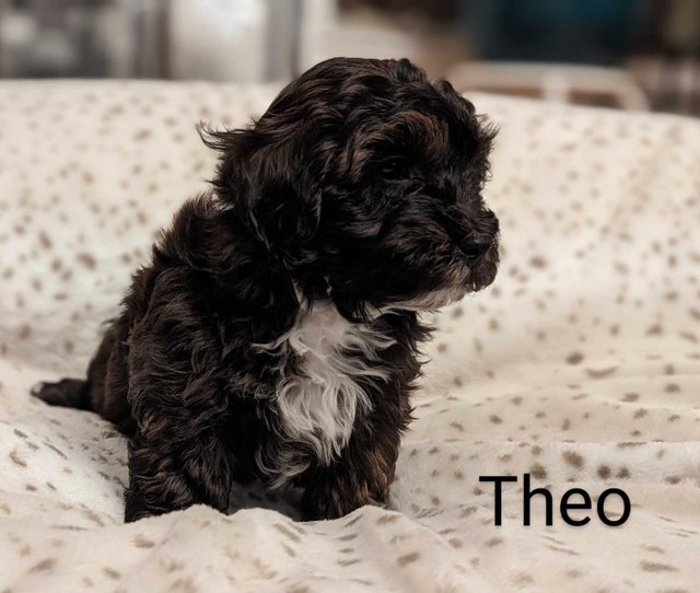 Adorable Shihpoo puppies available