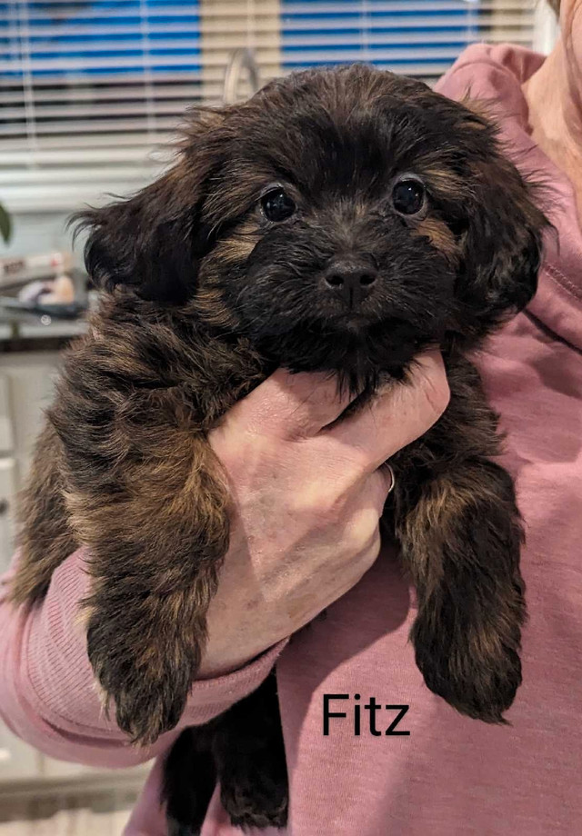 Adorable Shihpoo puppies available
