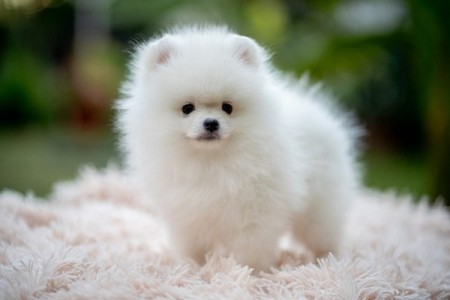Pomeranian beautiful puppies of top quality