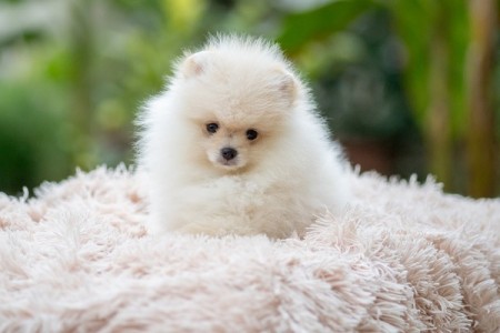 Pomeranian beautiful puppies of top quality