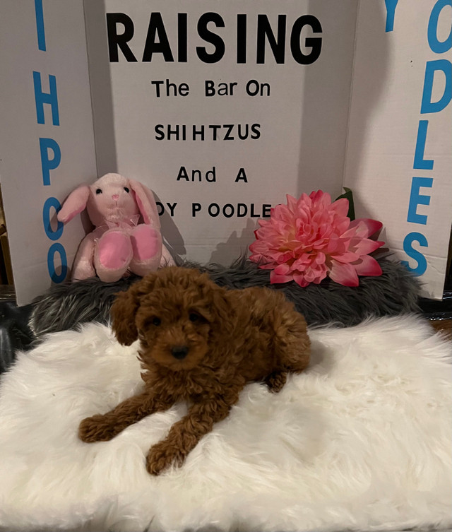 Purebred Toy Poodle Pups looking for loving FAMILY..