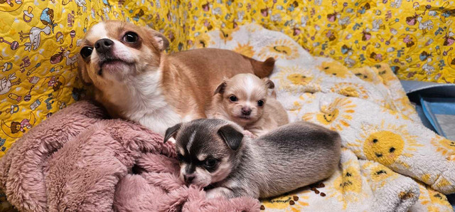 Very rare Beautiful wolf Sable Chihuahua male puppies 3000.00