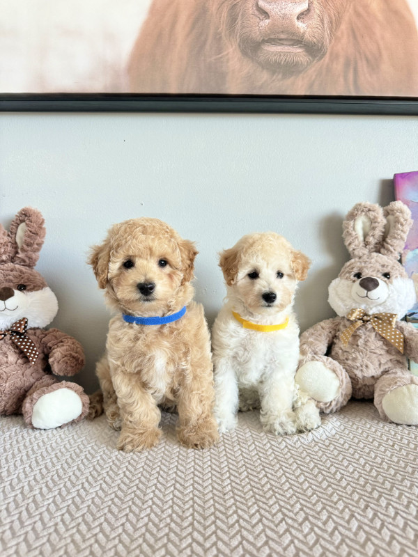 Cute non-shedding toy poodle/bichon poodle puppies!!!