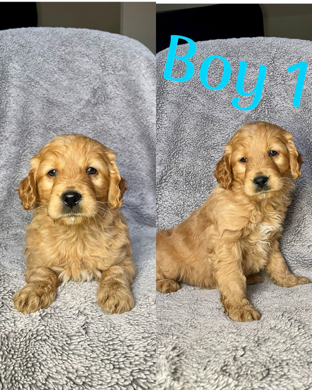F1B Mini Goldendoodle Puppies. Ready now!