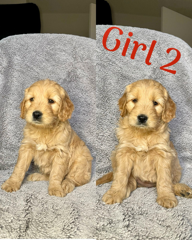 F1B Mini Goldendoodle Puppies. Ready now!