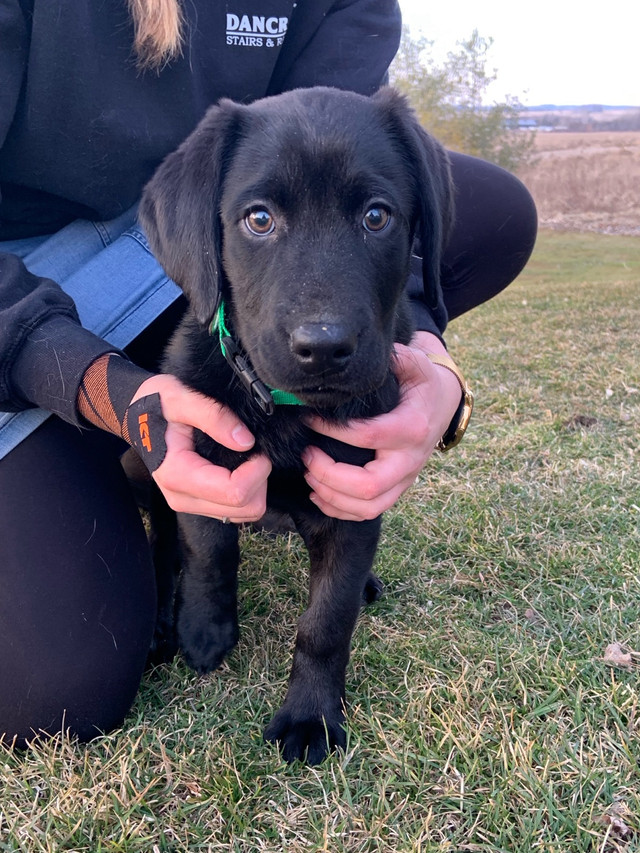 Pure Black Lab - ONLY ONE LEFT OF 12