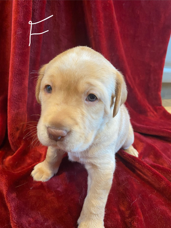 Yellow and fox red lab puppies for sale.