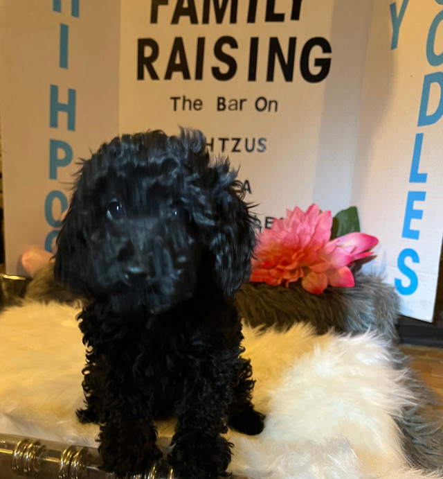 Weekend sale, Purebred Toy Poodle Pups looking for loving FAMILY
