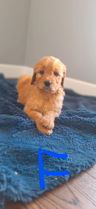 RED Goldendoodle Puppies - READY TO GO THIS WEEKEND