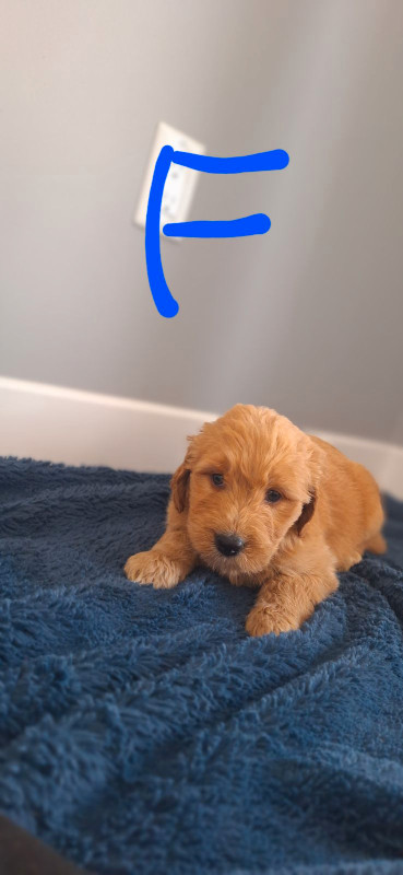 RED Goldendoodle Puppies - READY TO GO THIS WEEKEND