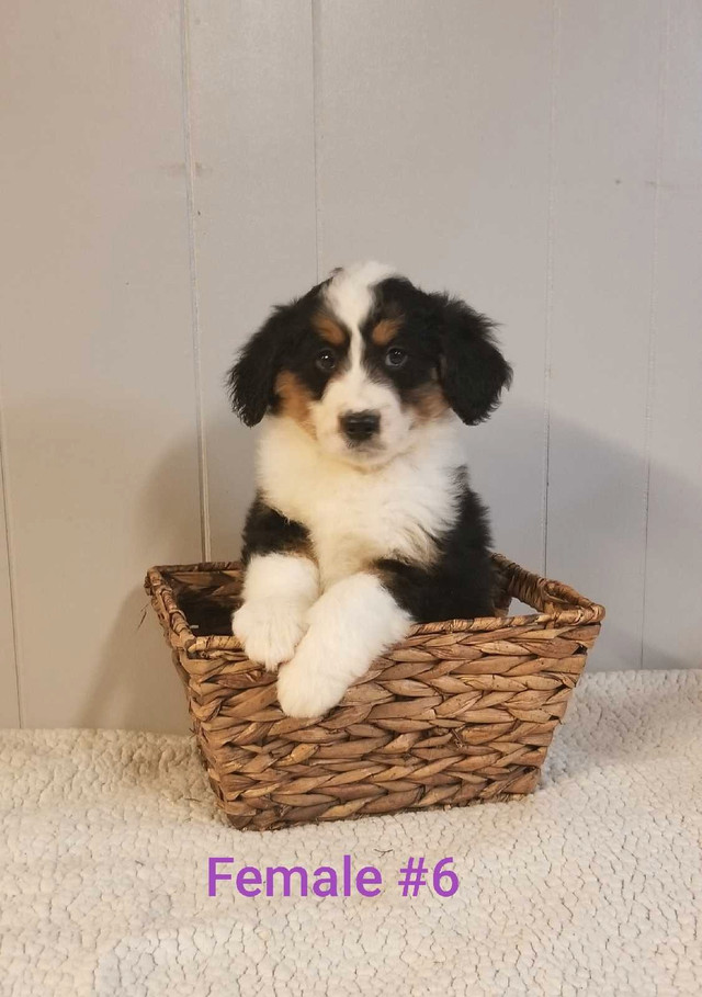 So Adorable  Tri coloured Medium Bernedoodle puppies for sale.
