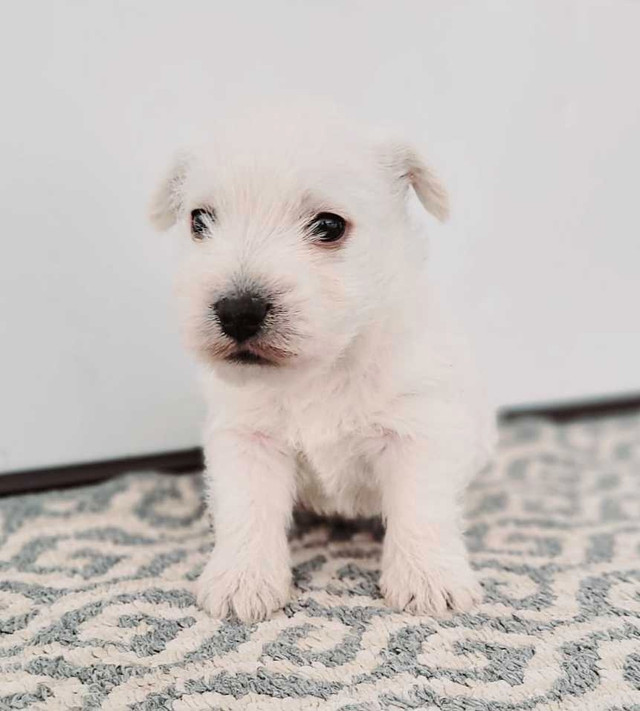 Adorable Westie Puppies!