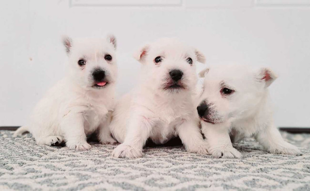 Adorable Westie Puppies!