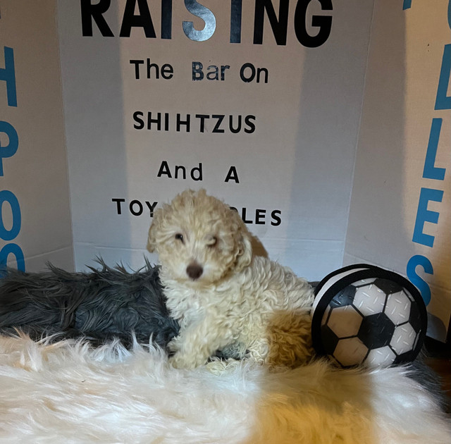 Weekend sale, Purebred Toy Poodle Pups looking for loving FAMILY