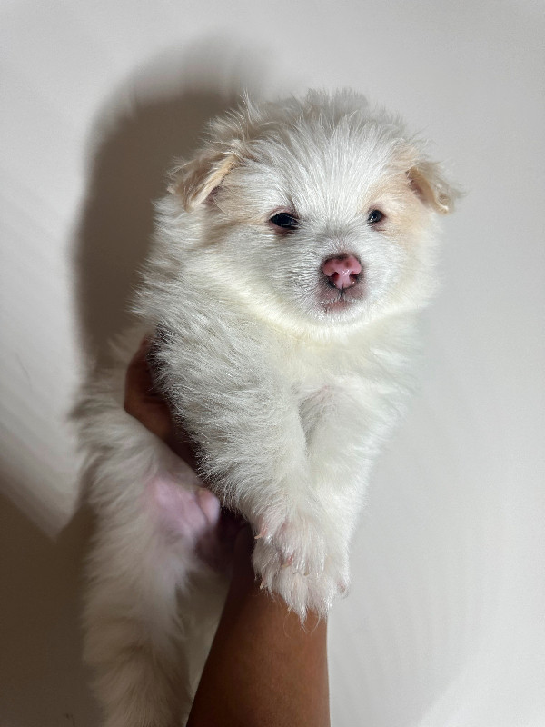 Puppies Maltese / Pomeranian