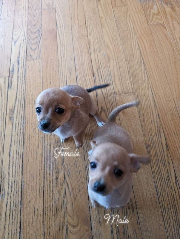 Chihuahua puppies For Sale