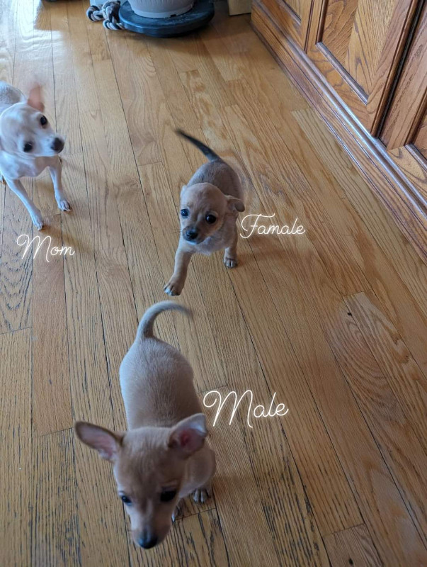Chihuahua puppies For Sale