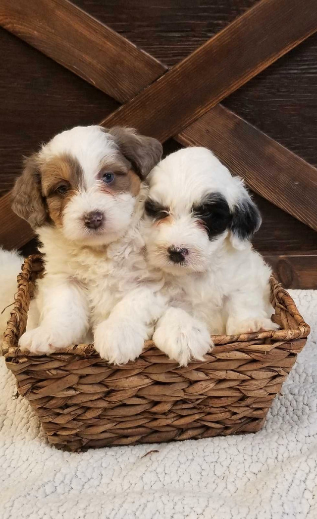 Mini Tri coloured Bernedoodle puppies for sale!