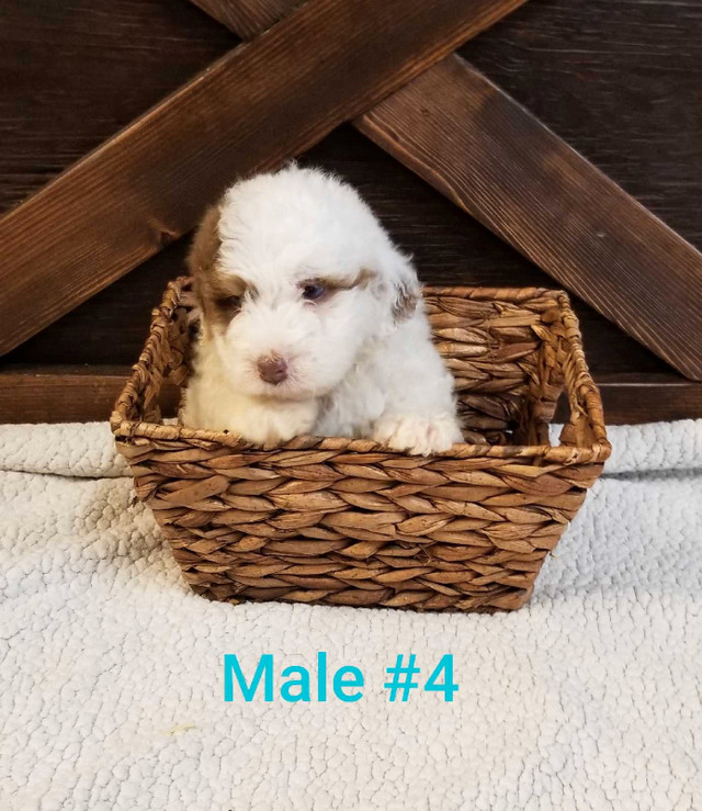 Mini Tri coloured Bernedoodle puppies for sale!