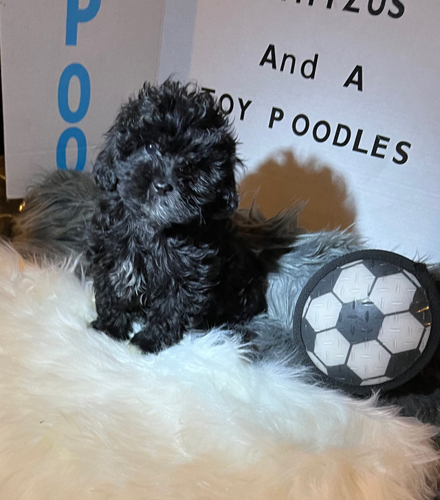 Weekend sale Toy Shih poo Puppies Looking For Loving Family.