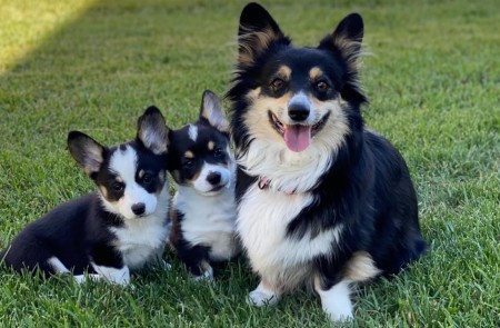Healthy, DNA tested, QUALITY CORGI pups