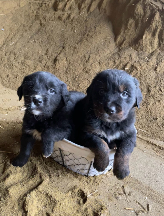 Golden Bernese Pups for Sale!!