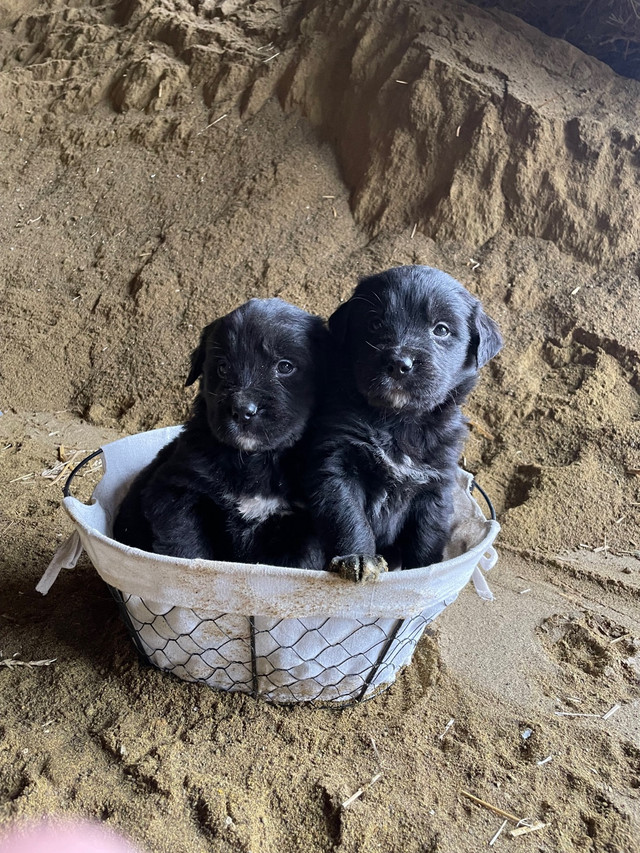 Golden Bernese Pups for Sale!!