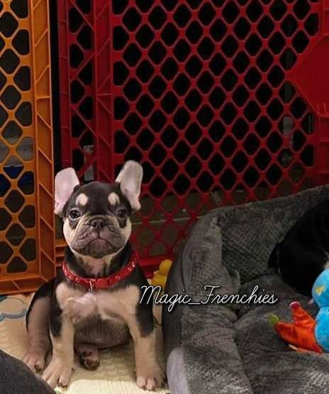 GORGEOUS FRENCH BULLDOGS (2 MALES, 1 FEMALE)