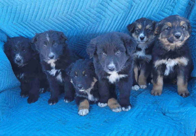 Border collie retriever mix puppies