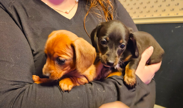 Adorable MINI Dachshund puppies