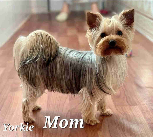 Morkie ( Yorkie + Maltese ) Female
