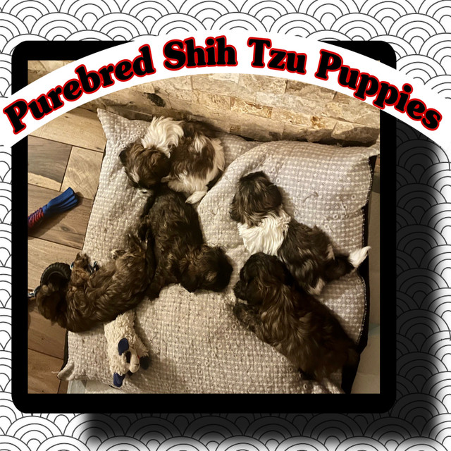 Purebred Shih Tzu Puppies