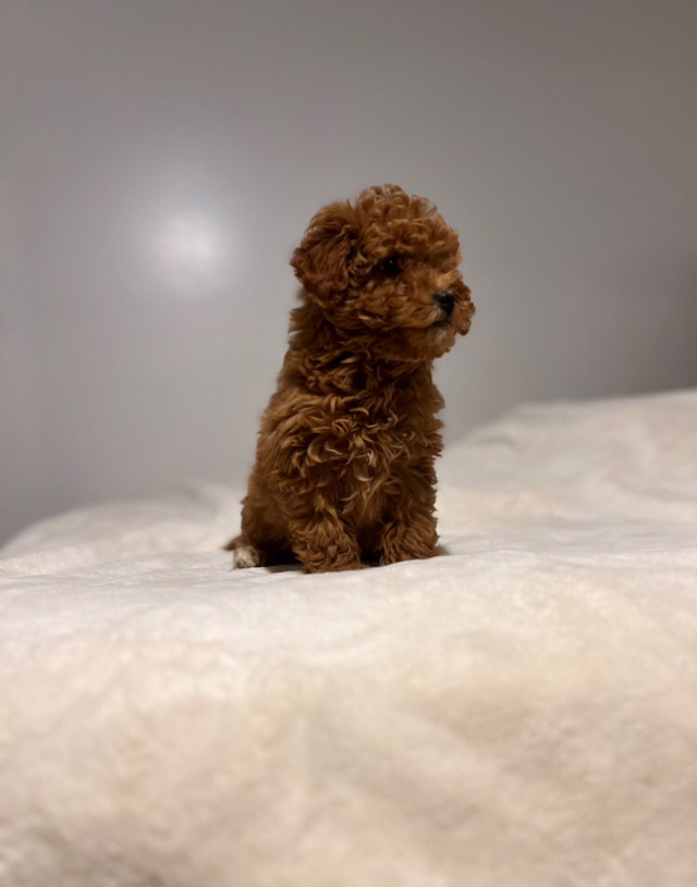 Adorable poodle puppies