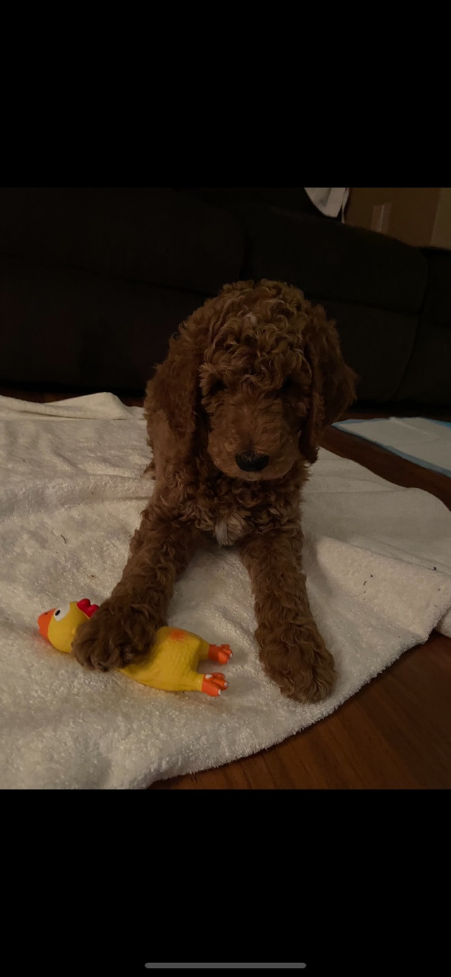 F1B GoldenDoodle Puppies Coming Soon! Red/Apricot